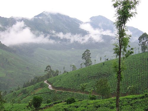 Munnar1