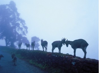 Munnar-hills-rajamalai2