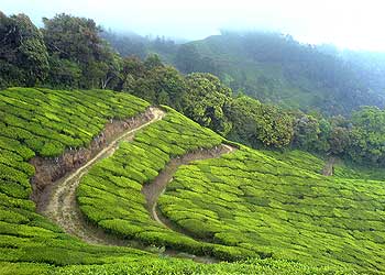 Munnar-valley